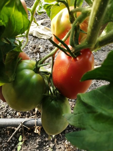  - SEMINTE ROSII - GIANT PEAR