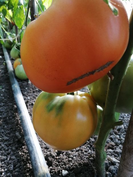  - SEMINTE ROSII - T 892 MARINA DUKHOVA