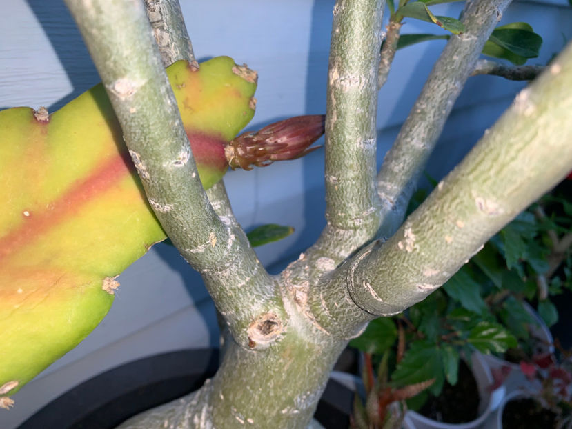  - Jurnalul gradinii 2022