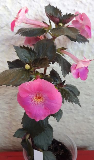  - 0001 2022 - BriD s PINK LILY