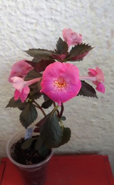  - 0001 2022 - BriD s PINK LILY