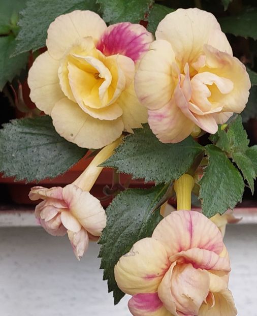  - RFs TROPICANA 2