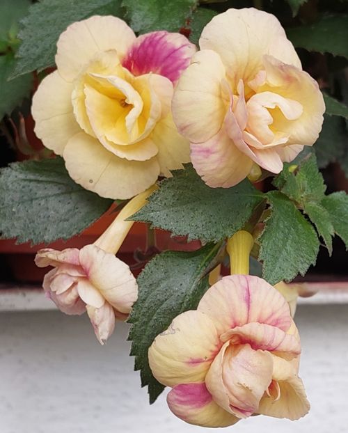  - RFs TROPICANA 2