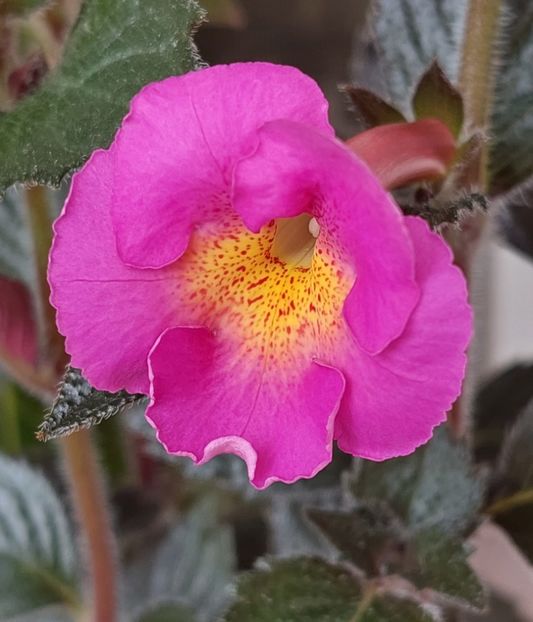 BRID-S IRIS - AAA RIZOMI ACHIMENES DISPONIBILI -2023
