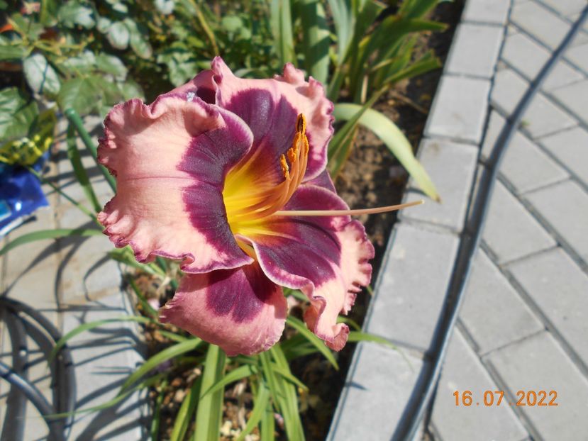  - 02 Hemerocalisi-hibiscusi-crini