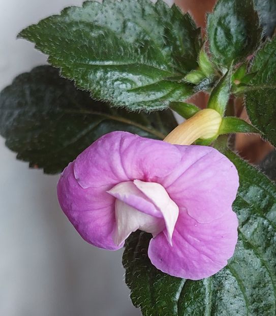  - BRID-S CARLOTTE TERESA