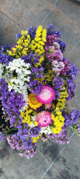  - Limonium 2022