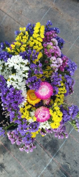  - Limonium 2022