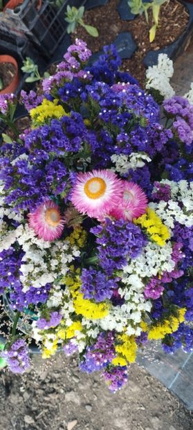  - Limonium 2022