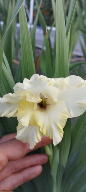  - Gladiole 2022