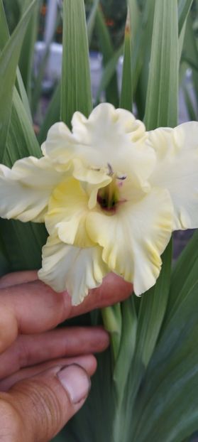  - Gladiole 2022