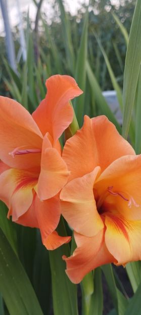  - Gladiole 2022