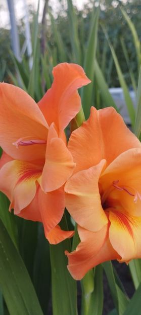  - Gladiole 2022