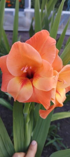  - Gladiole 2022