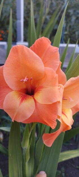  - Gladiole 2022