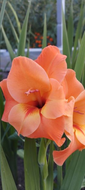  - Gladiole 2022