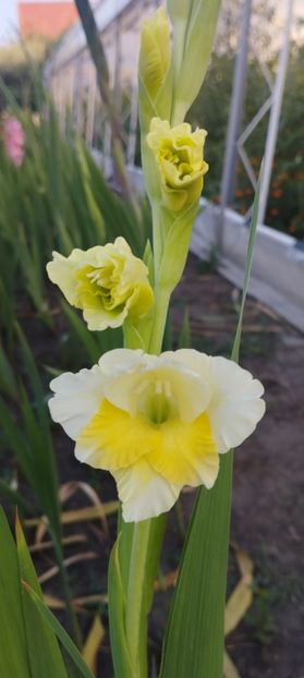  - Gladiole 2022