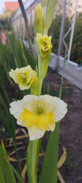  - Gladiole 2022