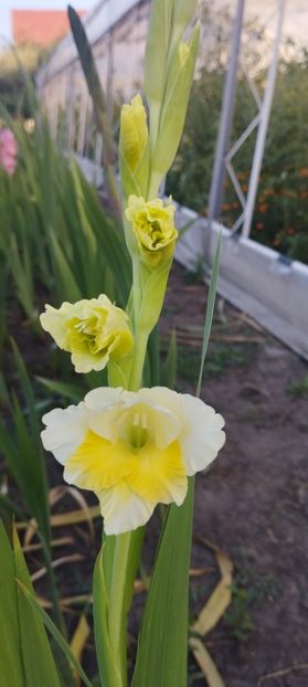  - Gladiole 2022