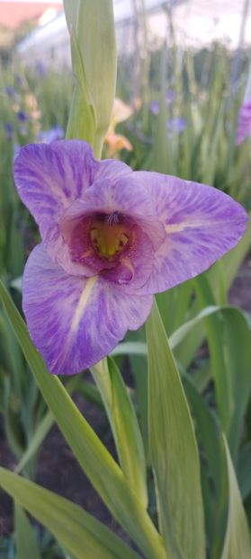  - Gladiole 2022