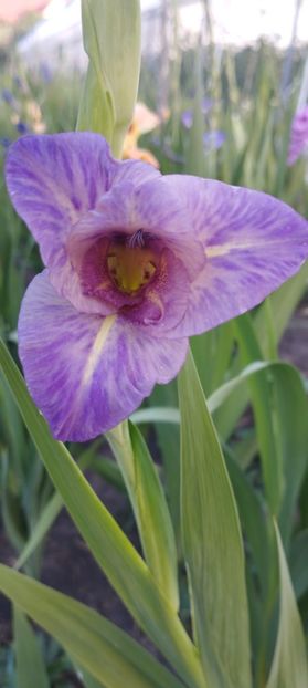 - Gladiole 2022