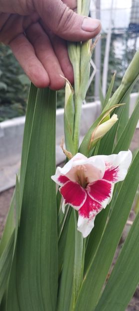  - Gladiole 2022