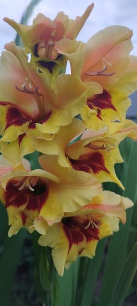  - Gladiole 2022