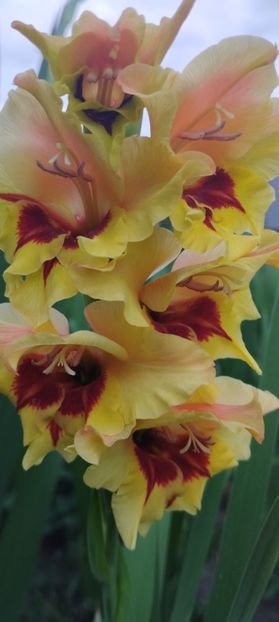  - Gladiole 2022