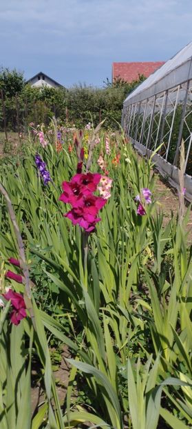  - Gladiole 2022