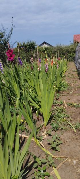  - Gladiole 2022