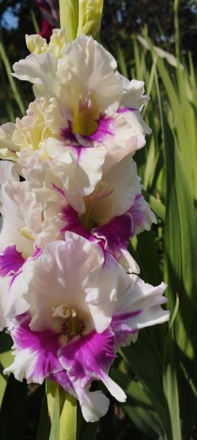  - Gladiole 2022