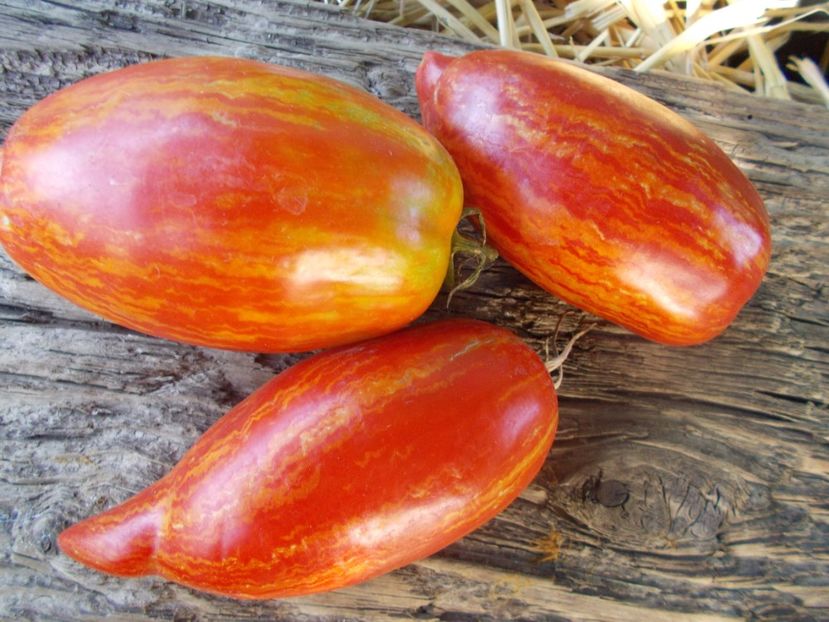  - SEMINTE ROSII - T 921 BELLA