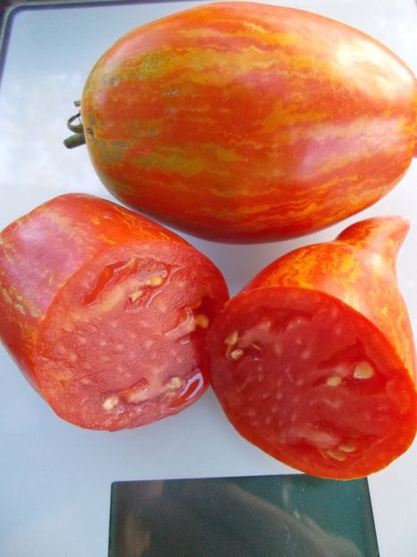  - SEMINTE ROSII - T 921 BELLA