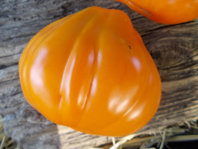  - SEMINTE ROSII - T 911 YELLOW BAGS