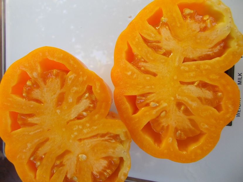  - SEMINTE ROSII - T 911 YELLOW BAGS