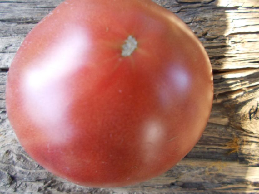  - SEMINTE ROSII - T 979 BLACK SEA MAN