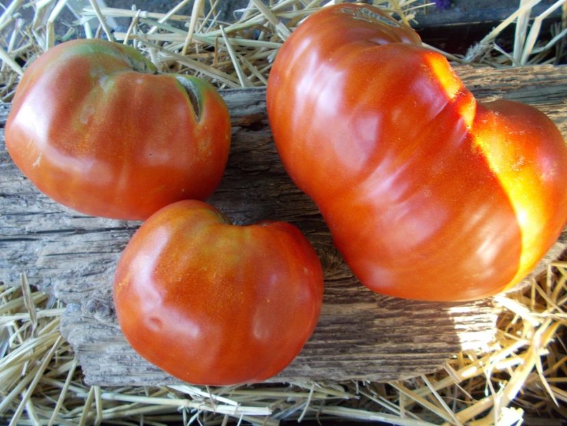  - SEMINTE ROSII - T 853 CUORE DI DRONERO