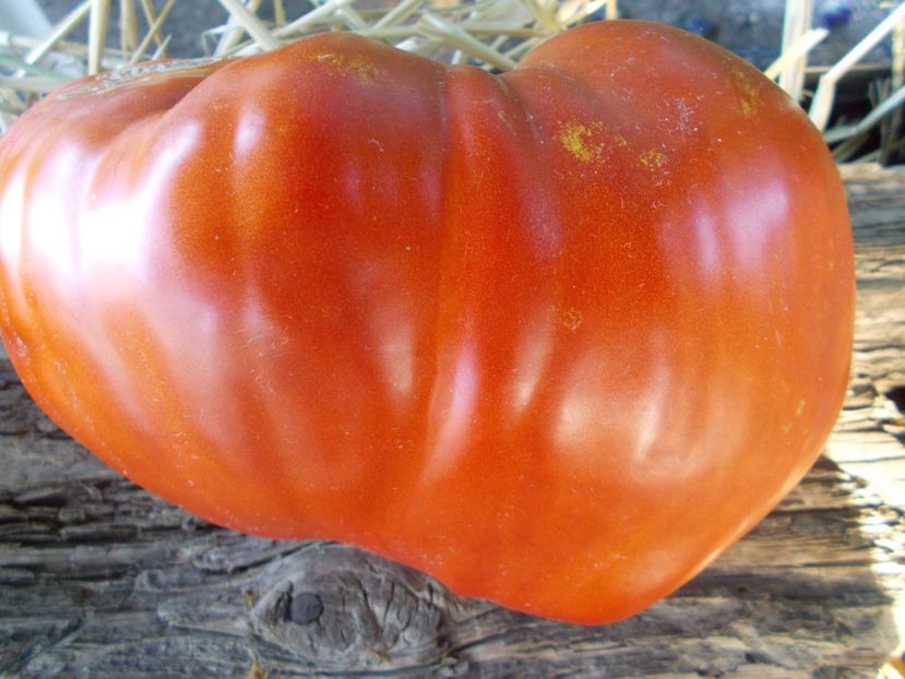  - SEMINTE ROSII - T 853 CUORE DI DRONERO