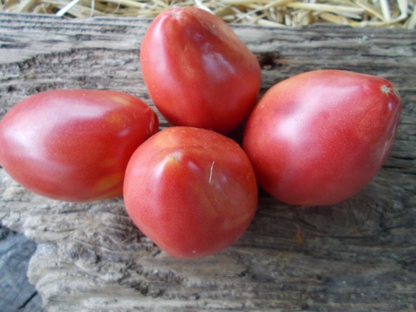  - SEMINTE ROSII - T 825 POLISH GIGANT HEART