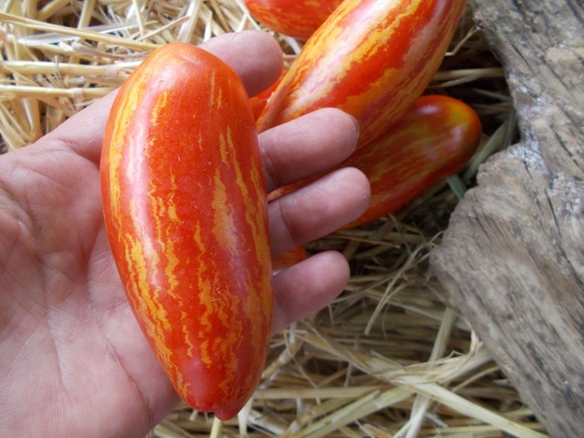  - SEMINTE ROSII - T 988 CASSADY S FOLLY