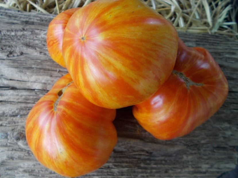  - SEMINTE ROSII - T 940 SUNRISE JAZZ - Rainbow Jazz