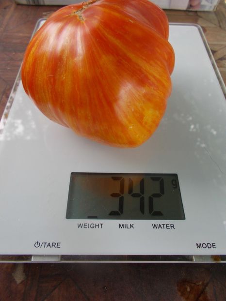  - SEMINTE ROSII - T 940 SUNRISE JAZZ - Rainbow Jazz