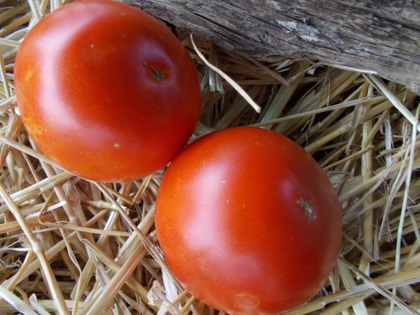  - SEMINTE ROSII - T 929 FRAZIER S GEM