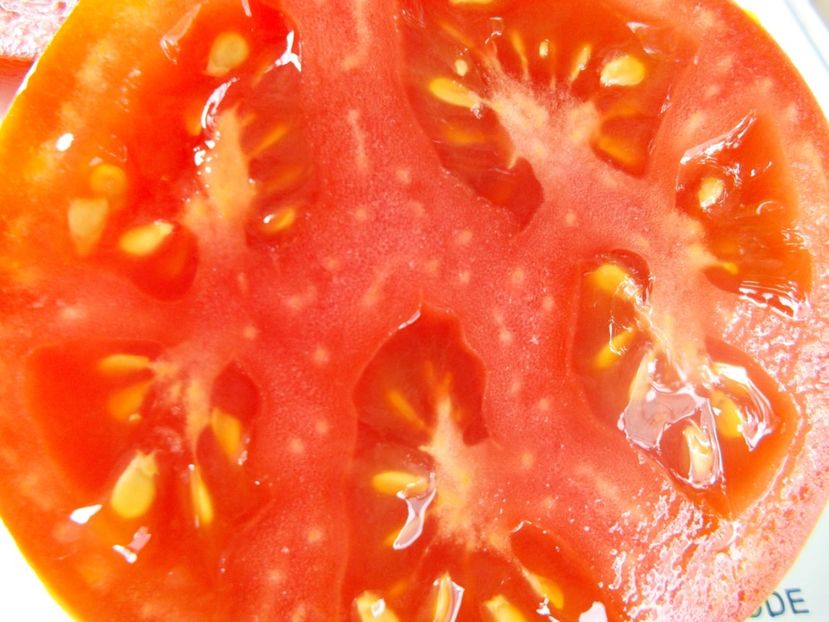  - SEMINTE ROSII - T 929 FRAZIER S GEM