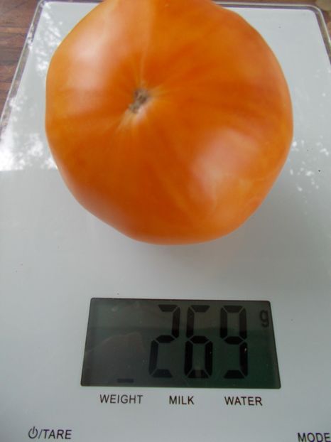  - SEMINTE ROSII - T 963 ISBELL S GOLDEN COLOSSAL