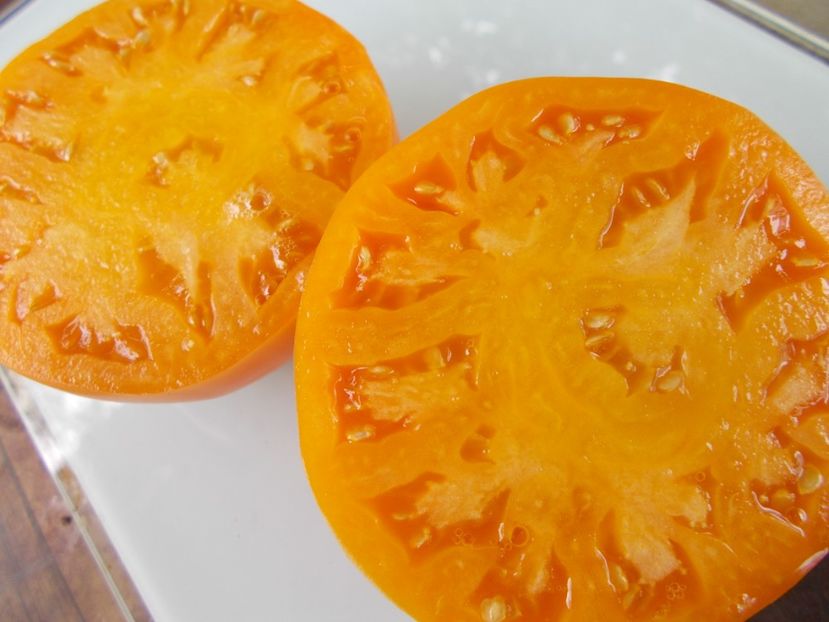  - SEMINTE ROSII - T 963 ISBELL S GOLDEN COLOSSAL