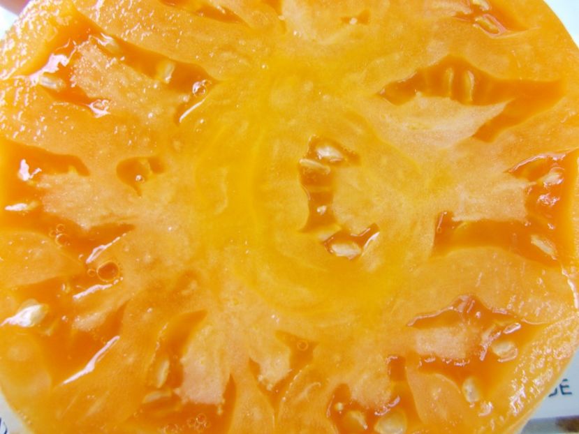  - SEMINTE ROSII - T 963 ISBELL S GOLDEN COLOSSAL