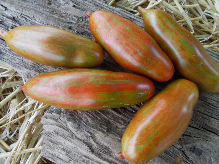  - SEMINTE ROSII - T 916 BOXER REBELLION CTR STRAIN