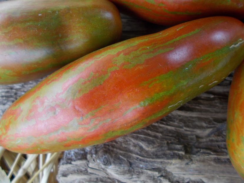  - SEMINTE ROSII - T 916 BOXER REBELLION CTR STRAIN