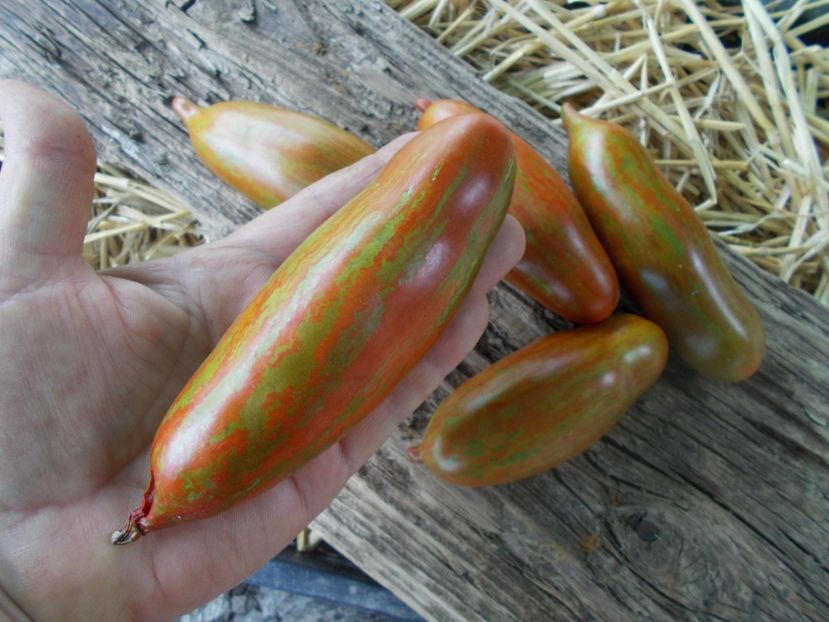  - SEMINTE ROSII - T 916 BOXER REBELLION CTR STRAIN